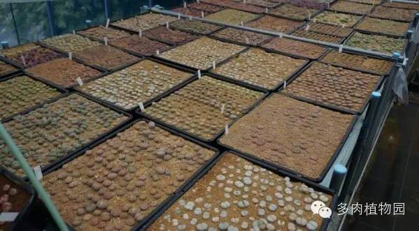 边走边看日本番杏之王DTさん多肉大棚