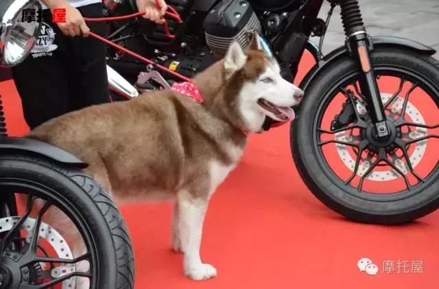 guzziv7浼樻儬,guzziv7璇曢┚