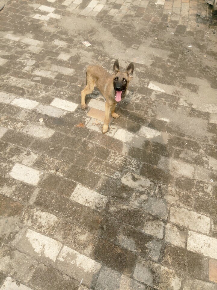 我的小马犬老是追人扑人咋办,我的小马犬不兴奋怎么办