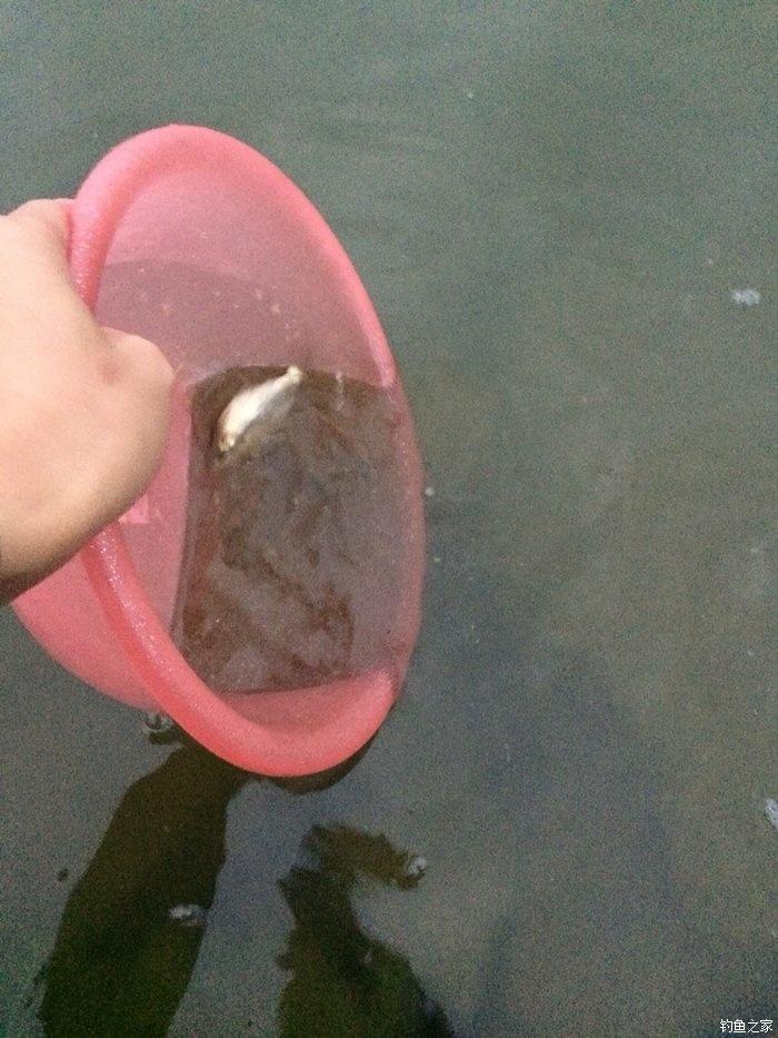 自配鲤鱼配方,自配鲤鱼饵配方