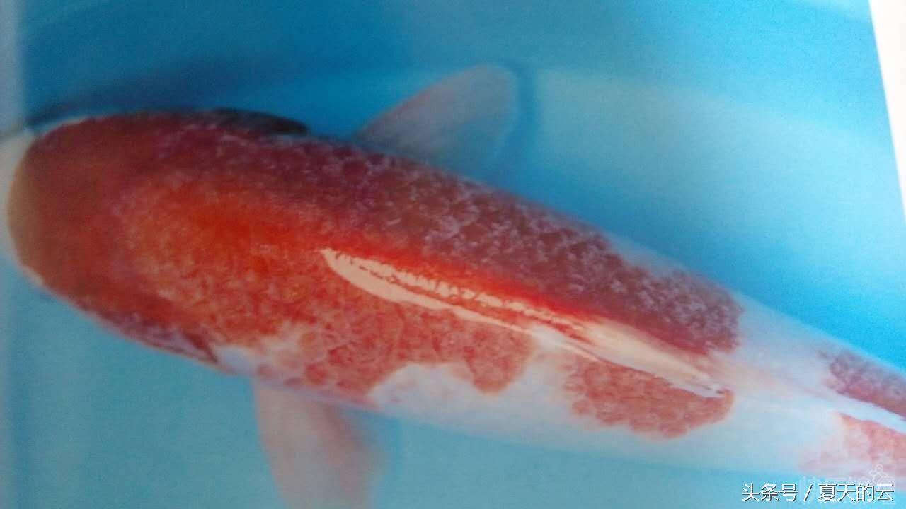 锦鲤得白点病不爱动,锦鲤白点病会传染吗