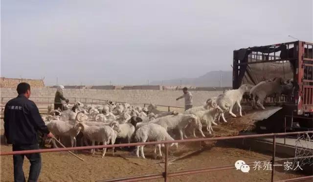 从外拉羊出现应激怎么办？处理方案及操作规程！