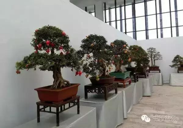 红子刺树桩盆景大全,曲杆式树桩盆景图片