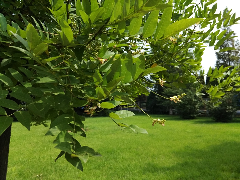 cool1手机测评,cool1dual拍照评测