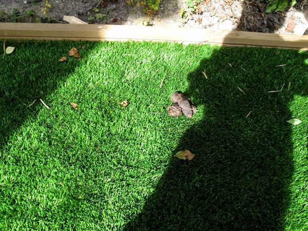 最小年纪摄影师,最小的摄影师6岁作品