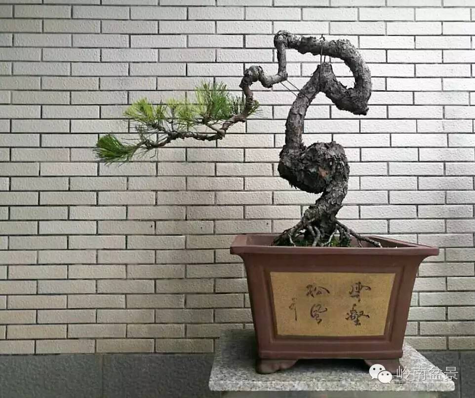 大型艺术盆景作品,岭南悬崖盆景作品欣赏