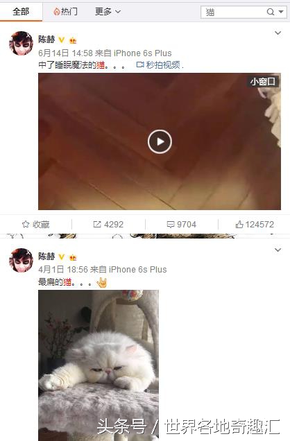陈赫抱猫咪是什么猫,陈赫养了多少只猫