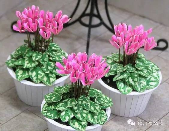 仙客来叶子掉光了怎么养护,仙客来花叶子黄怎么办