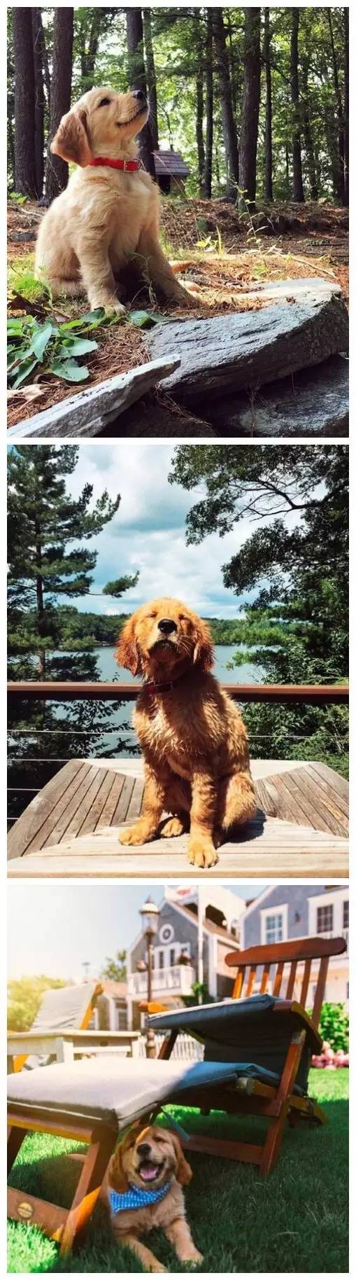 养了一只金毛和哈士奇,我想养一只金毛