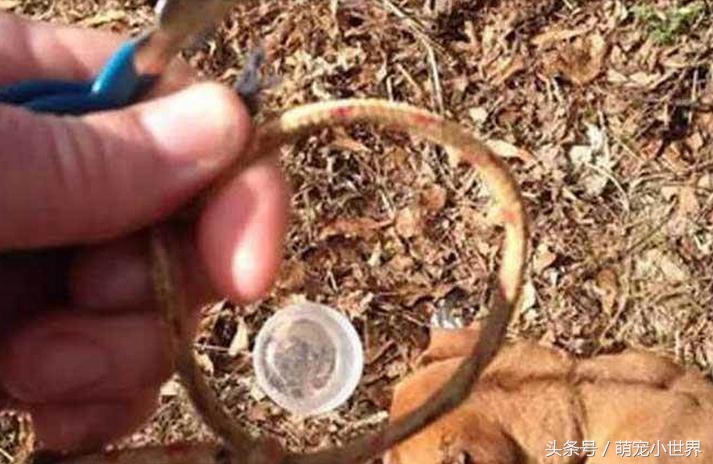 被虐待抛弃的狗,狗狗被遗弃楼顶饿得皮包骨