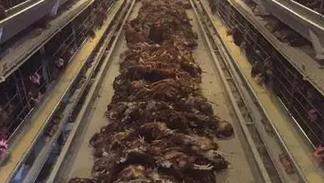 养鸡如何防治老鼠,鸡场老鼠怎么防治