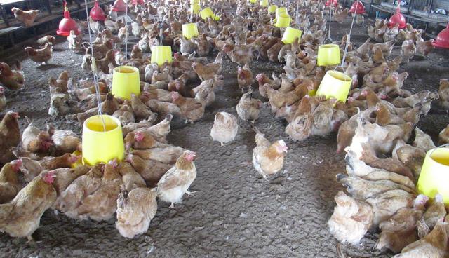 养鸡如何防治老鼠,鸡场老鼠怎么防治