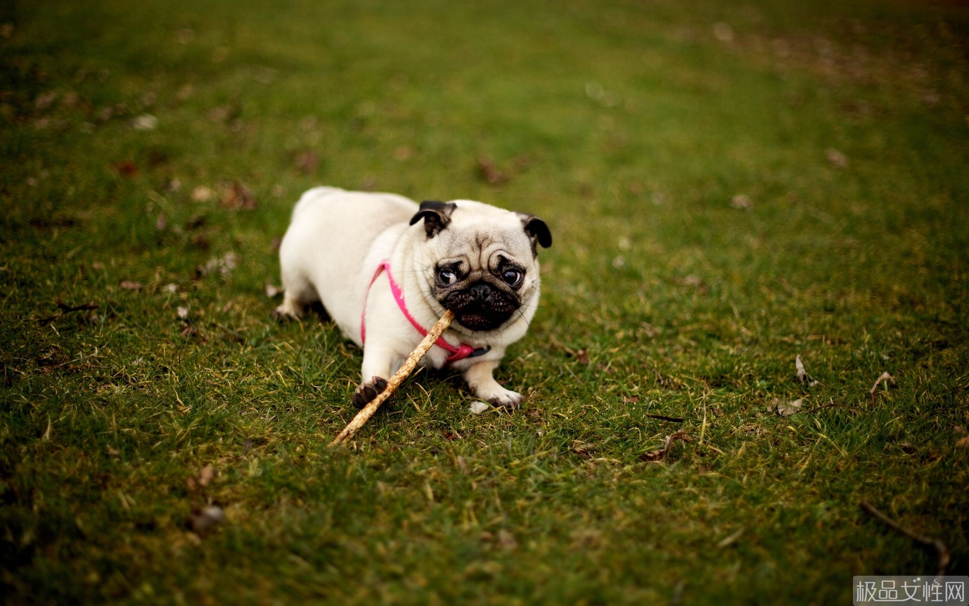 巴哥犬的喂养方式是什么样的呢,巴哥犬养护注意事项