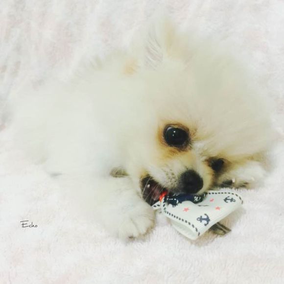 小博美患细小病毒能治疗吗,博美细小治好几率有多大