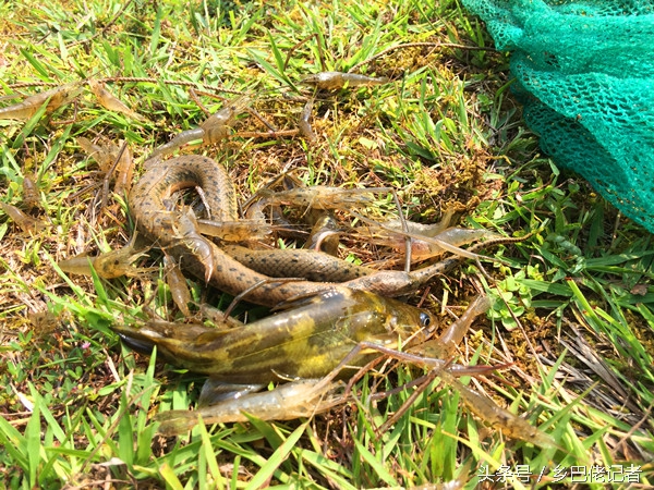 鱼塘放哪种地笼比较好,在鱼塘下地笼