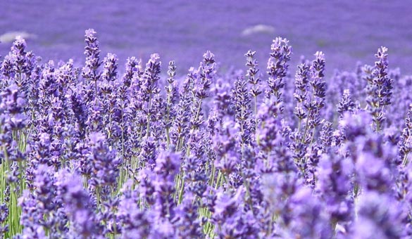 薰衣草花海一起享受大自然的美,薰衣草花海游