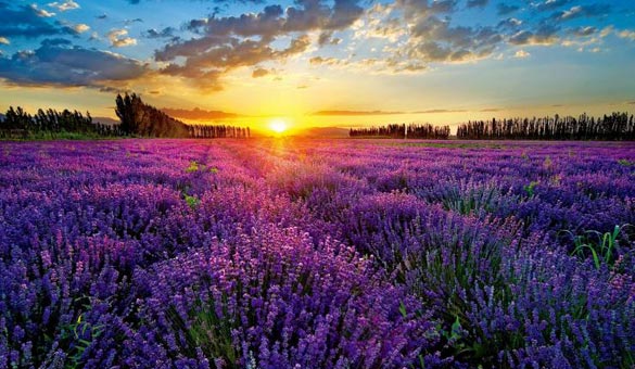 薰衣草花海一起享受大自然的美,薰衣草花海游