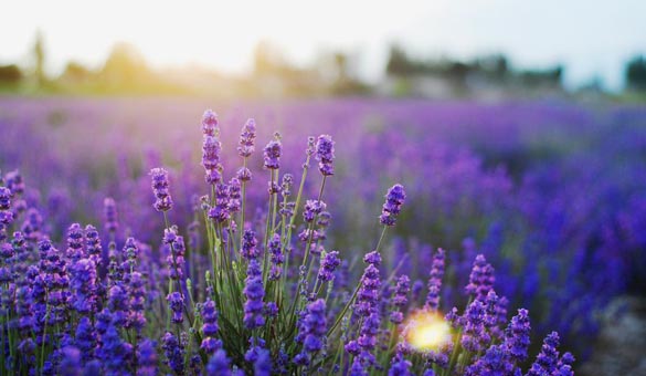 薰衣草花海一起享受大自然的美,薰衣草花海游