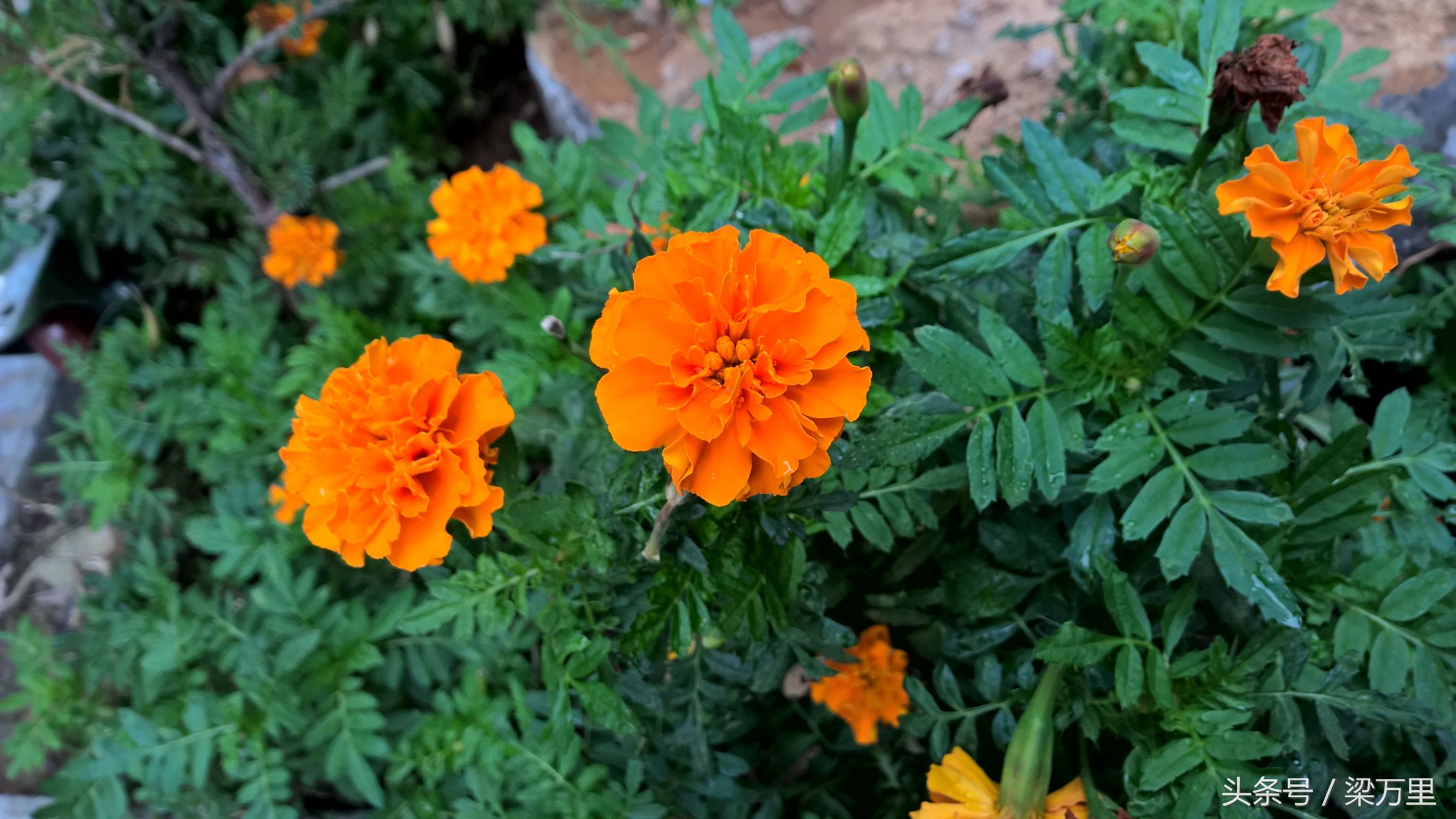 诺基亚lumia930测评,诺基亚lumia1020和930拍照对比