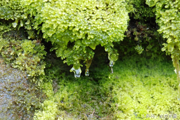 家居水景之苔藓养护注意事项及常见问题