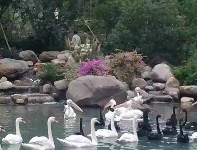 清远长隆森林主题乐园亚洲最大,广东清远长隆游乐园攻略