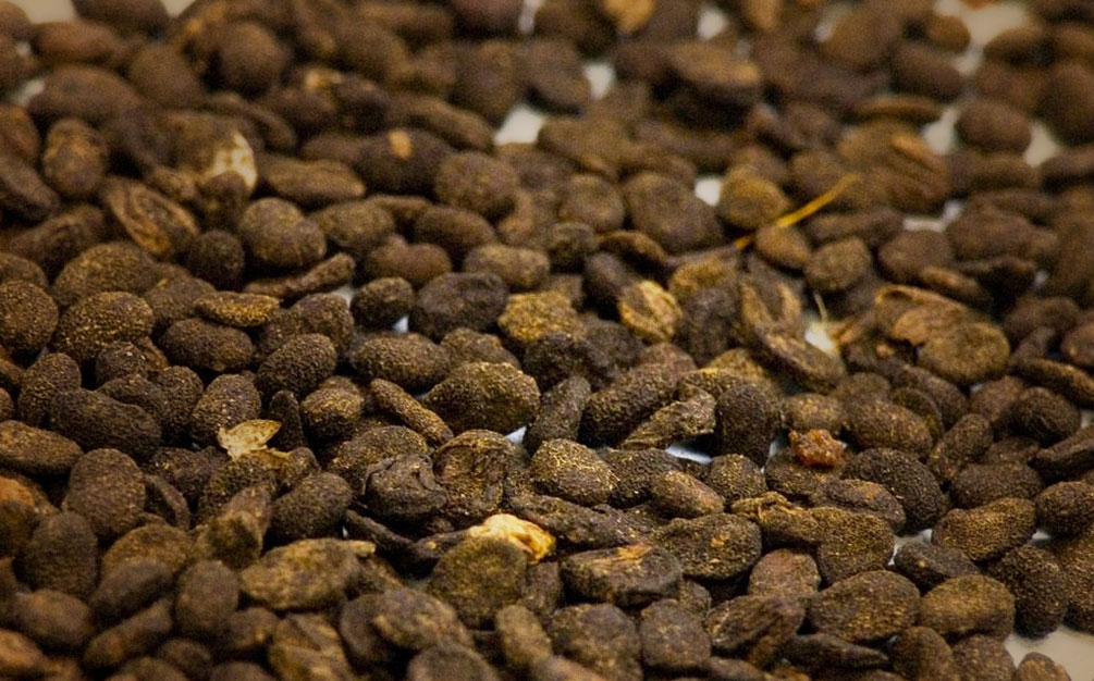 中医孟景春现在哪里坐诊,孟景春膏方