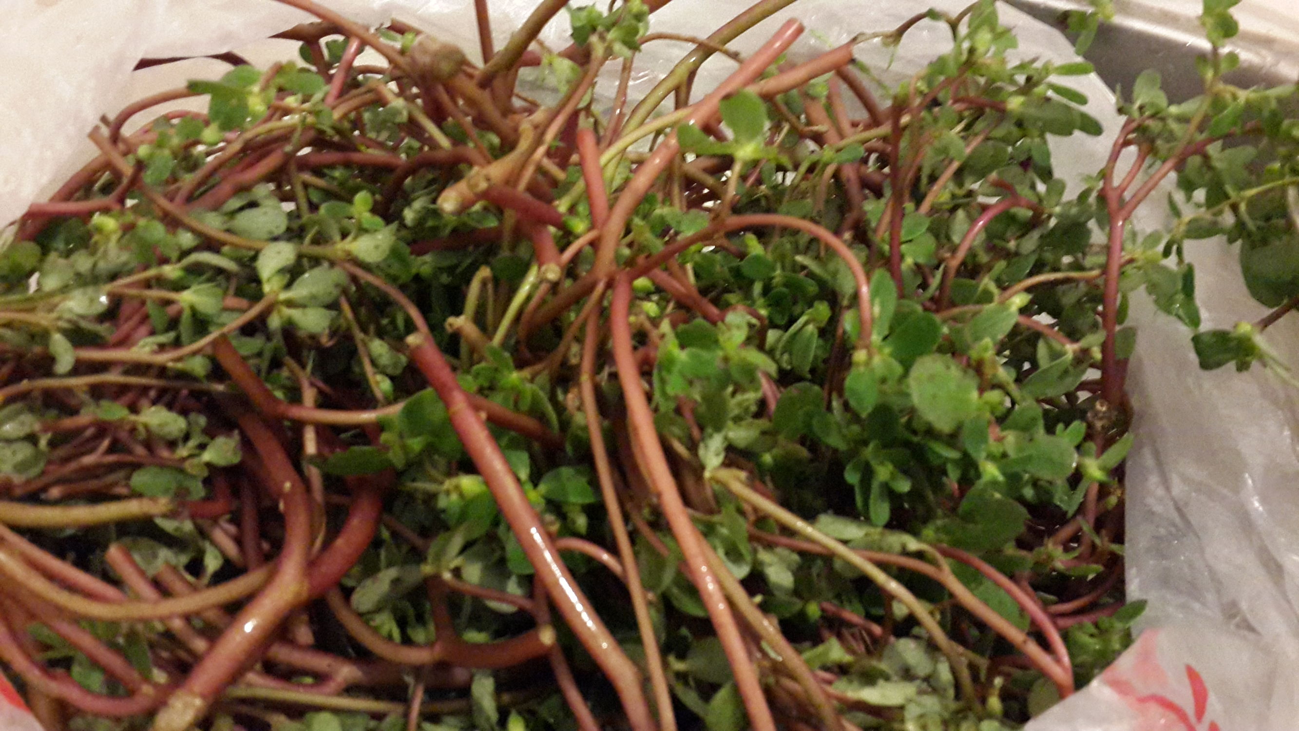 野生菜马齿苋的奇效,马齿笕山野菜