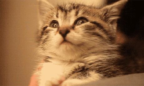 知乎神回答:为什么听觉无法关闭,怎么动耳朵,耳朵太小怎么办?