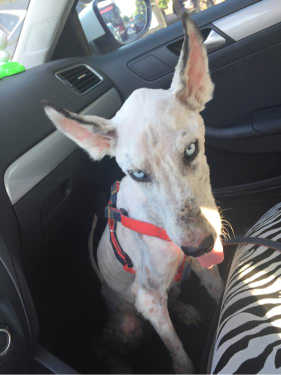 下班回家捡到小动物带回家养,捡到流浪狗不想养怎么处理