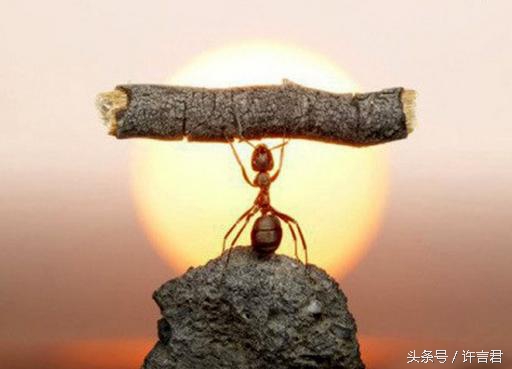 蚂蚁咬了火辣辣的疼,蚂蚁咬一口会怎么样