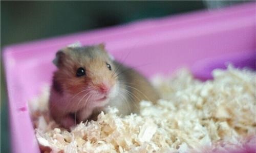 金丝熊喜欢吃什么,金丝熊洗澡怎么洗