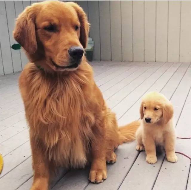 狗狗怀孕全过程养护