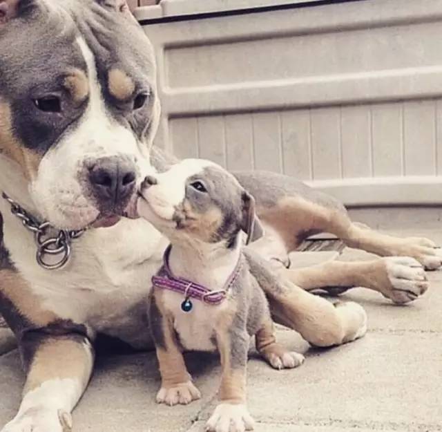 狗狗怀孕全过程养护