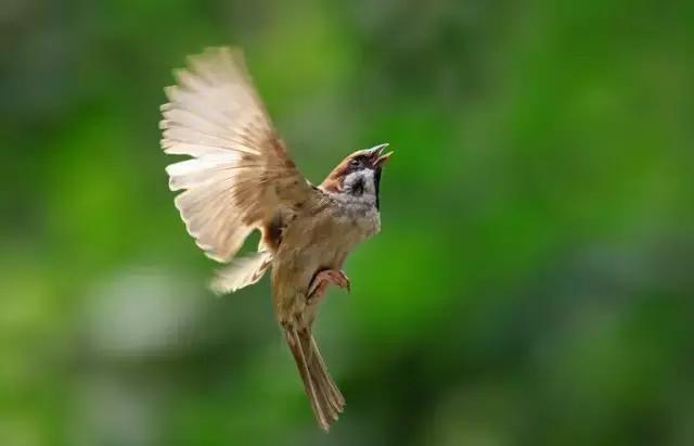 乡间的麻雀,故乡的麻雀