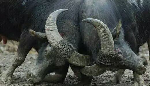 与众不同的斗牛,斗牛精神的魅力