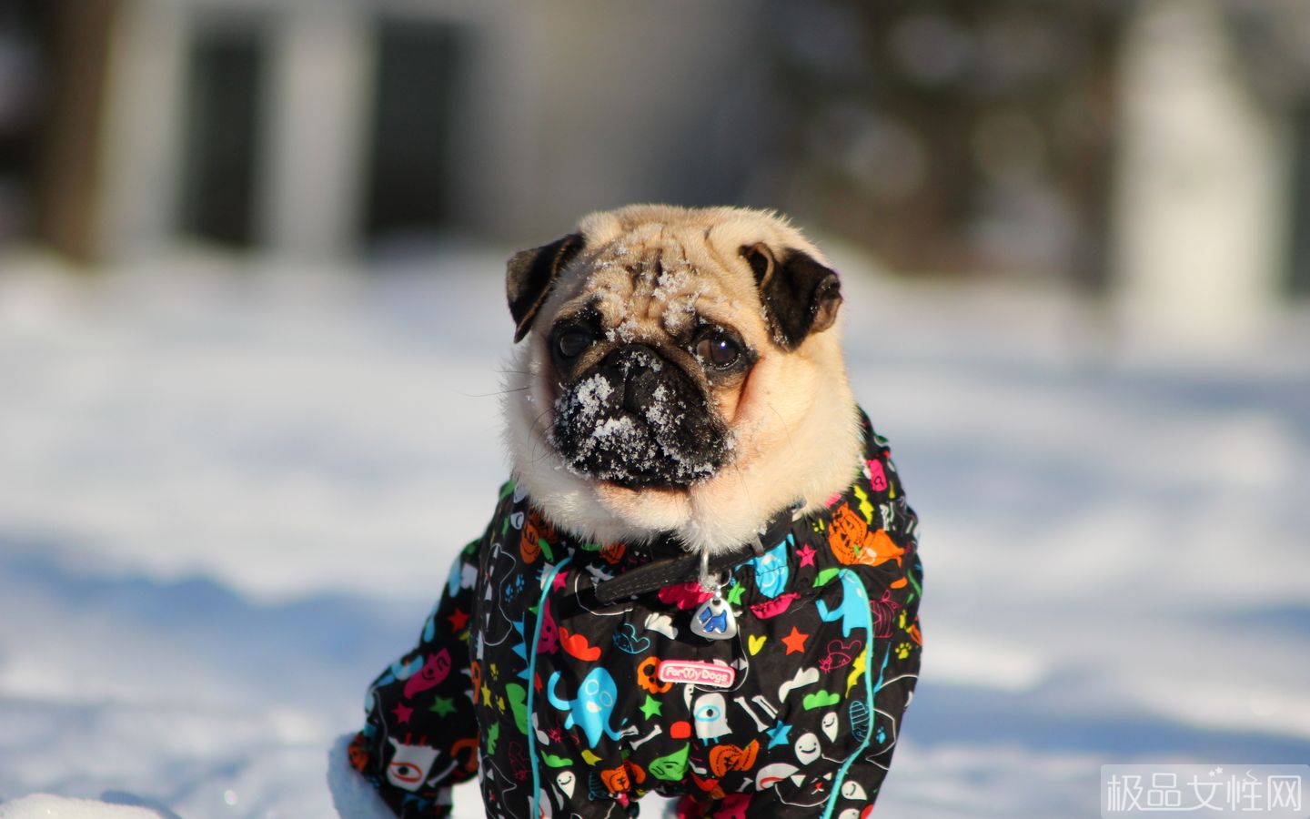 巴哥犬的喂养方式是什么样的呢,巴哥犬养护注意事项