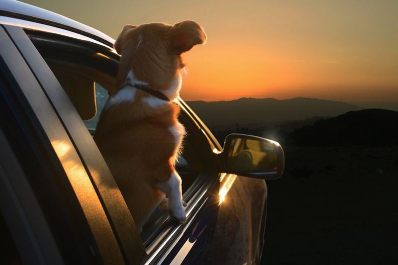 国庆带狗狗适合去哪玩,国庆狗狗出去浪