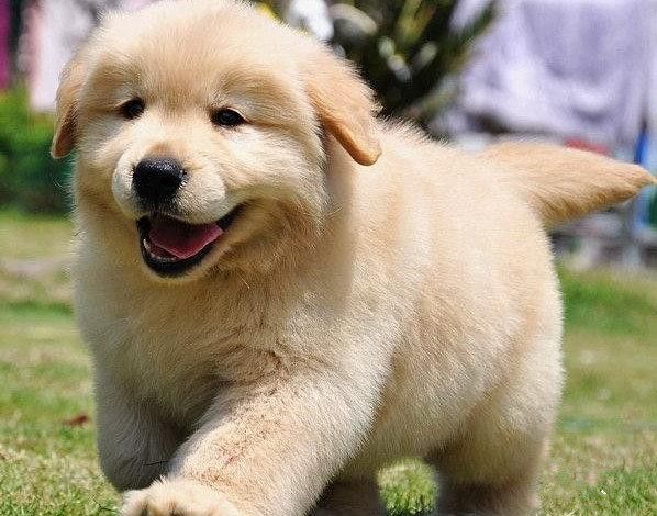 金毛怎么养更聪明,金毛怎么养才凶猛