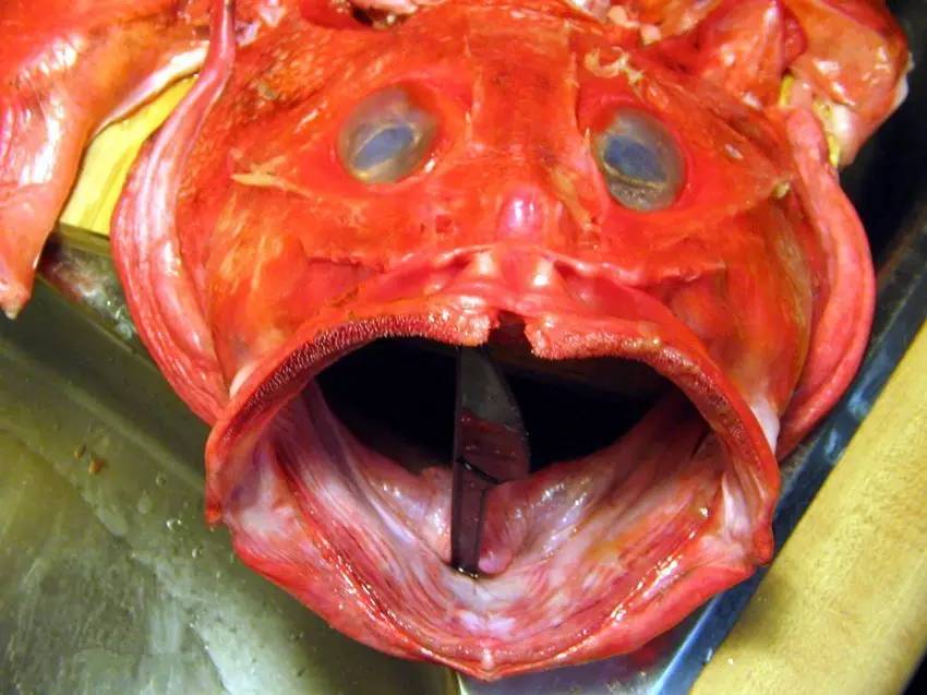 石狗公鱼特征,石狗公鱼多大