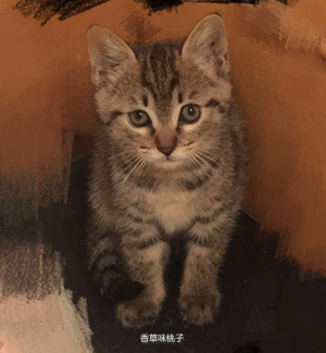 下雨天救助流浪猫,救助流浪猫一定要给猫咪定期驱虫