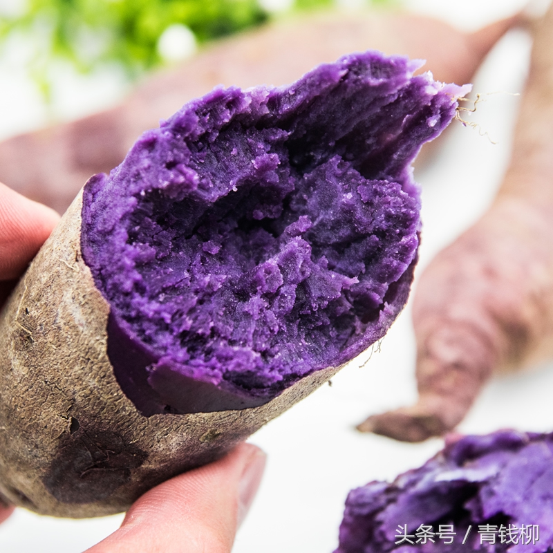 特种草莓种植技术,特种蔬菜无土栽培技术