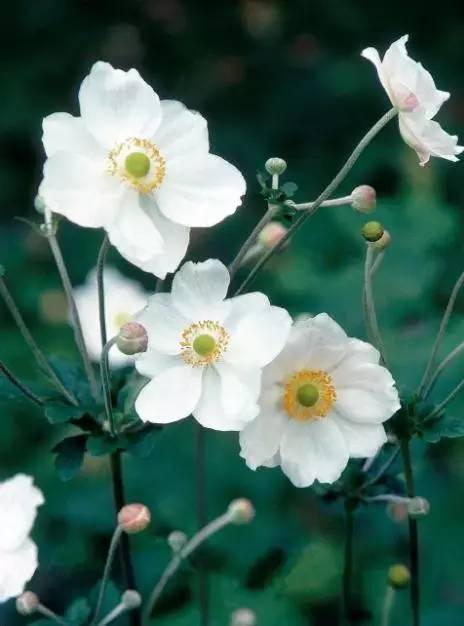 15个高颜值花园庭院设计,冬日无阳光的后花园庭院设计