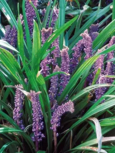 15个高颜值花园庭院设计,冬日无阳光的后花园庭院设计