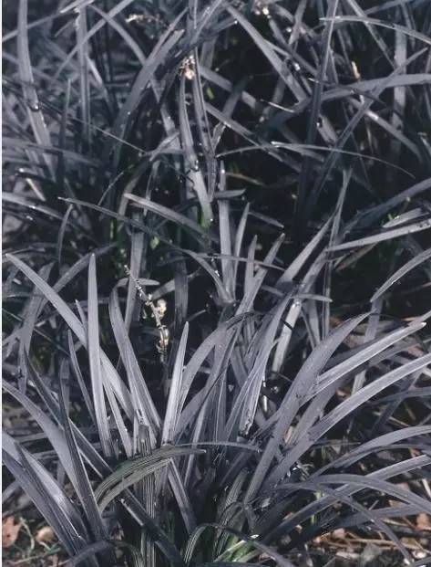 15个高颜值花园庭院设计,冬日无阳光的后花园庭院设计