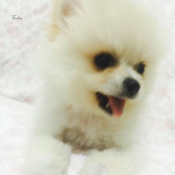 小博美患细小病毒能治疗吗,博美细小治好几率有多大