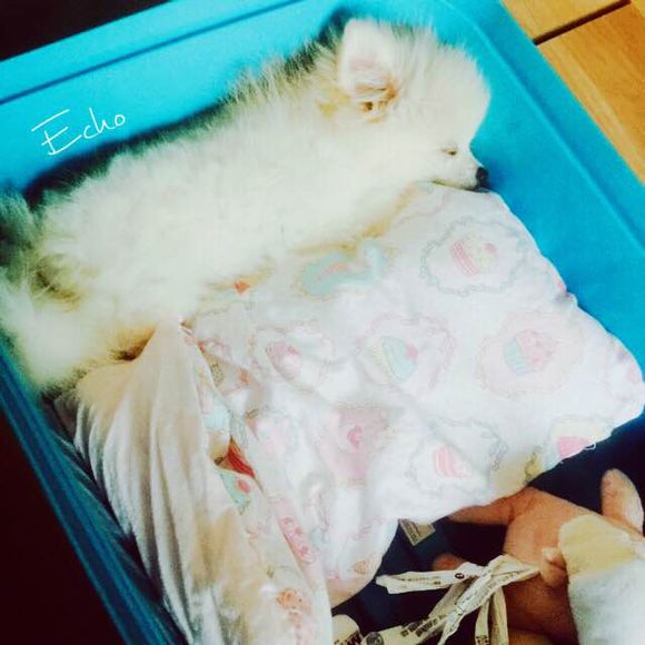 小博美患细小病毒能治疗吗,博美细小治好几率有多大