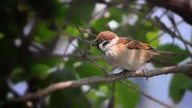 乡间的麻雀,故乡的麻雀