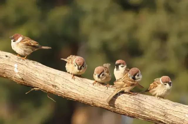 乡间的麻雀,故乡的麻雀