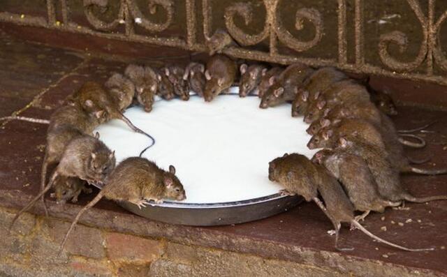 老鼠对家禽有什么危害,老鼠对鸽舍的危害