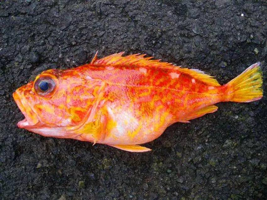 石狗公鱼特征,石狗公鱼多大